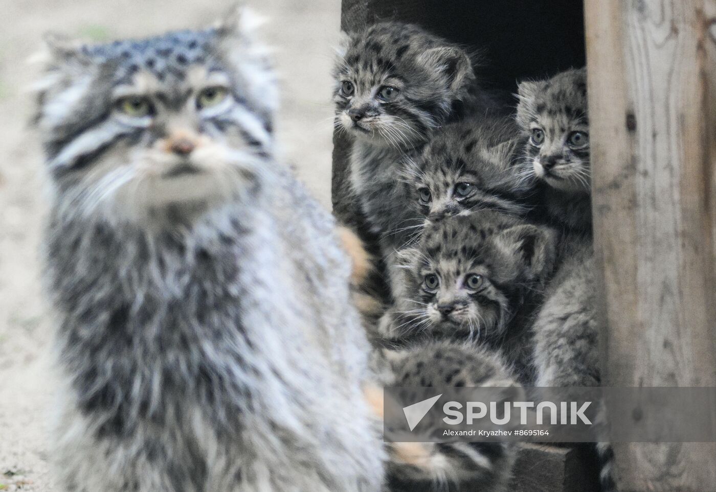 Russia Zoo Pallas's Cat Kittens