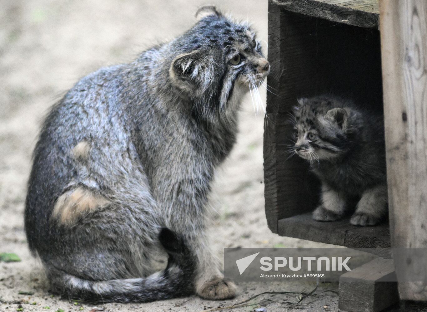 Russia Zoo Pallas's Cat Kittens