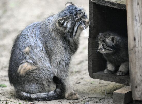 Russia Zoo Pallas's Cat Kittens
