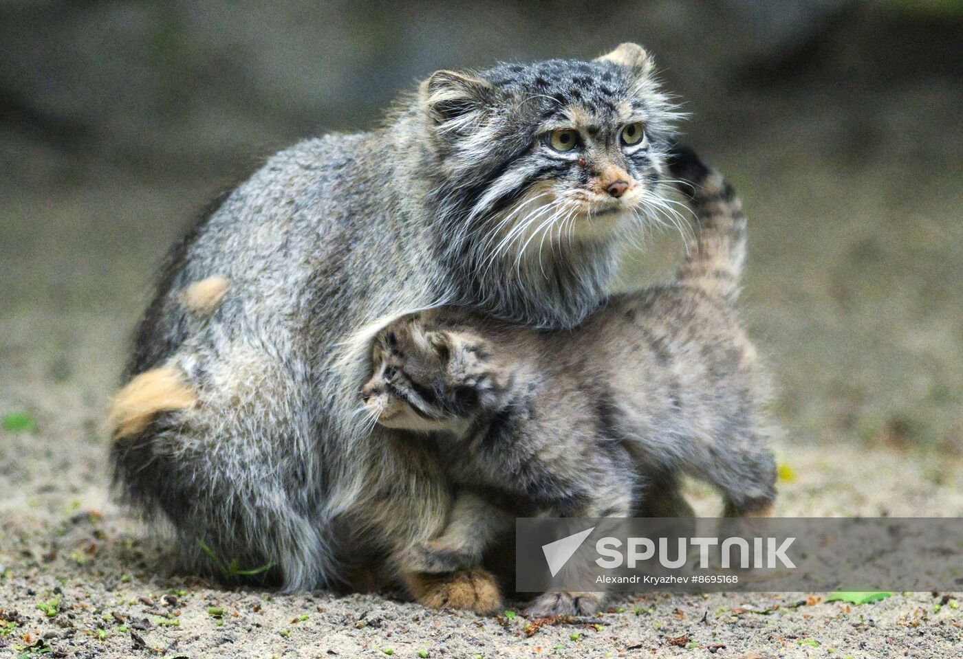 Russia Zoo Pallas's Cat Kittens