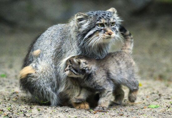 Russia Zoo Pallas's Cat Kittens