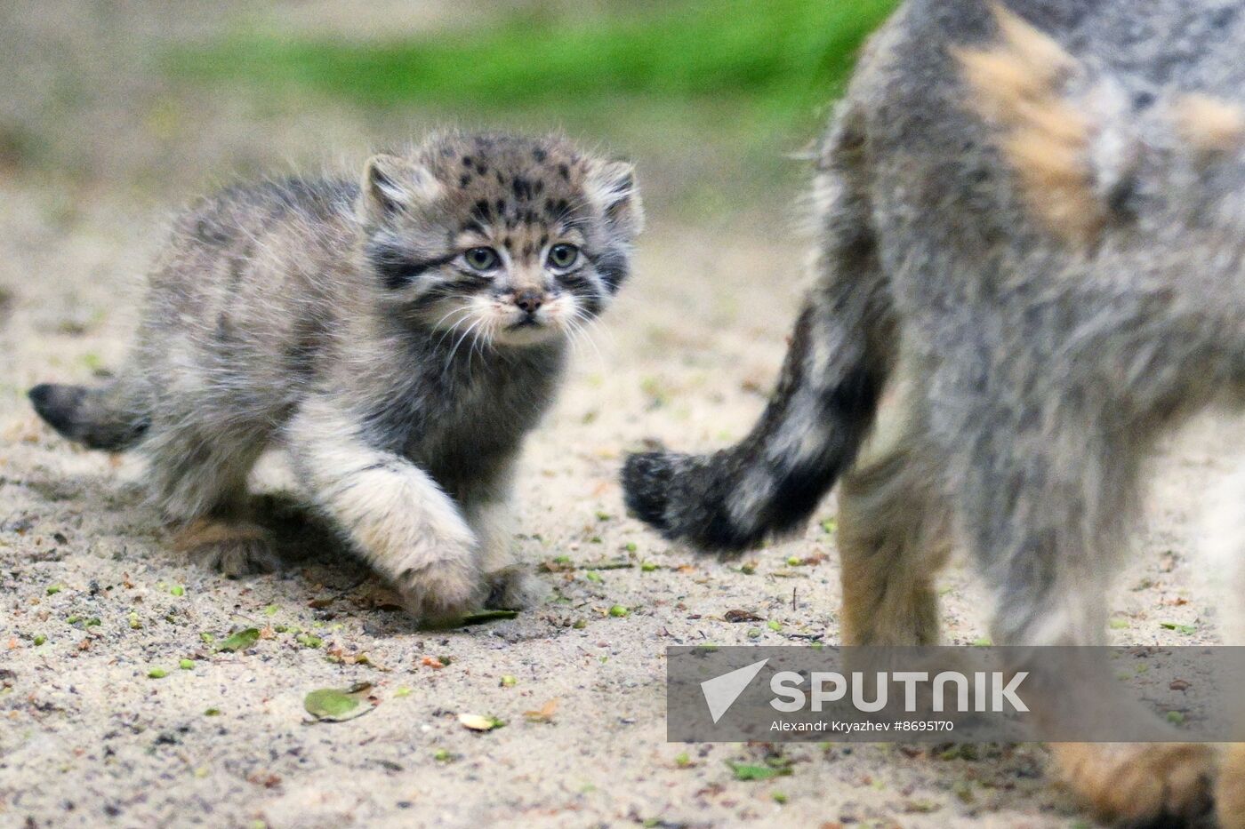 Russia Zoo Pallas's Cat Kittens