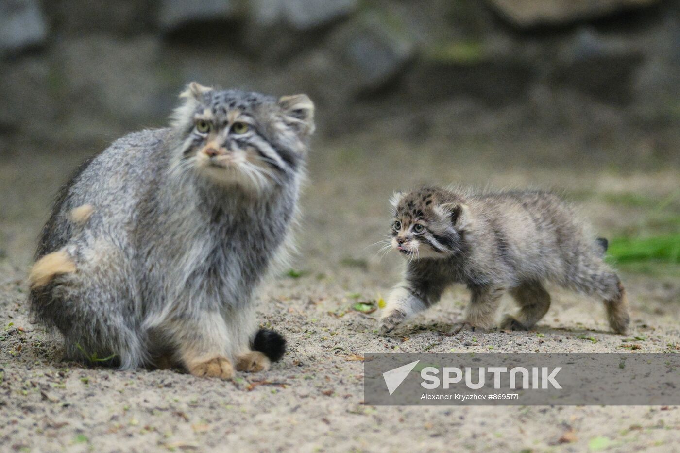 Russia Zoo Pallas's Cat Kittens