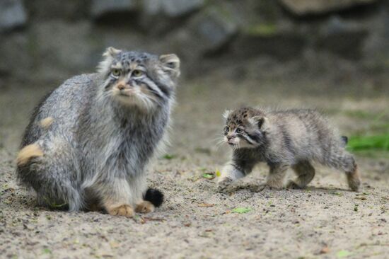Russia Zoo Pallas's Cat Kittens