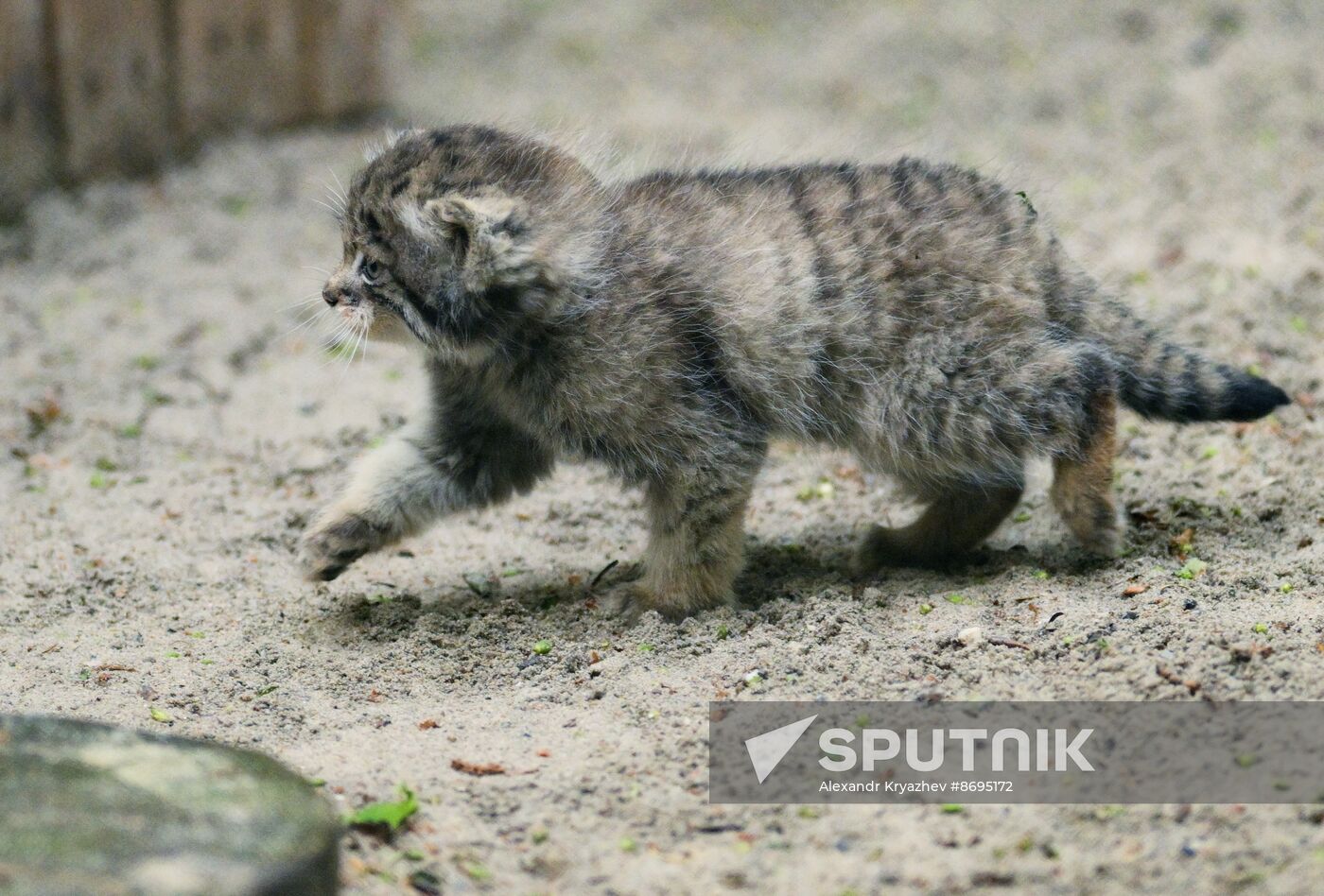 Russia Zoo Pallas's Cat Kittens