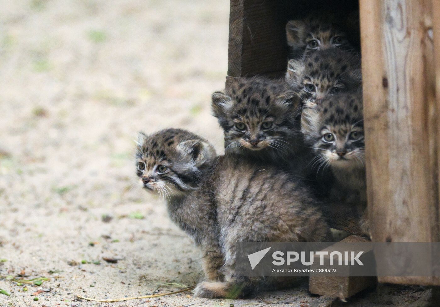 Russia Zoo Pallas's Cat Kittens