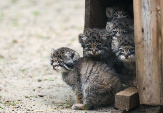 Russia Zoo Pallas's Cat Kittens