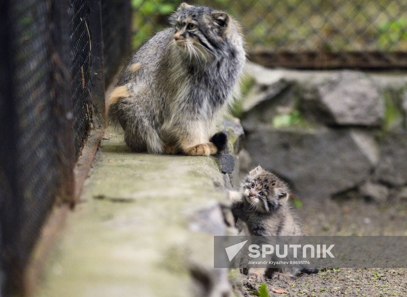 Russia Zoo Pallas's Cat Kittens