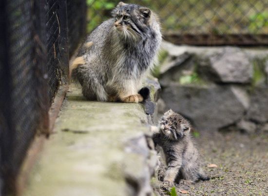 Russia Zoo Pallas's Cat Kittens