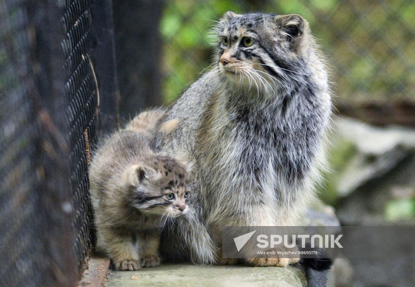 Russia Zoo Pallas's Cat Kittens