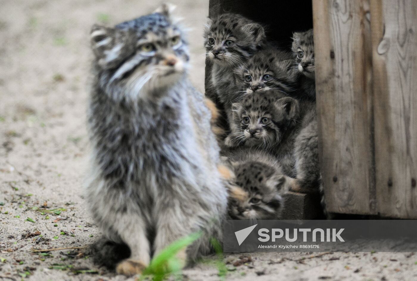 Russia Zoo Pallas's Cat Kittens