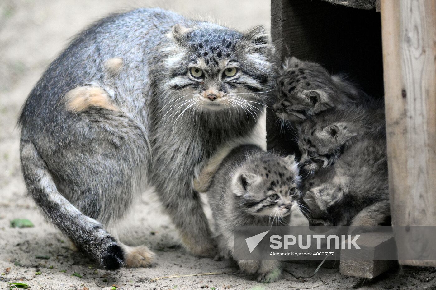 Russia Zoo Pallas's Cat Kittens