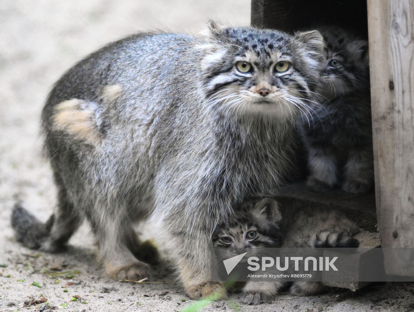 Russia Zoo Pallas's Cat Kittens