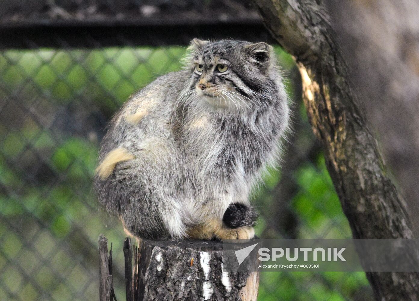 Russia Zoo Pallas's Cat Kittens