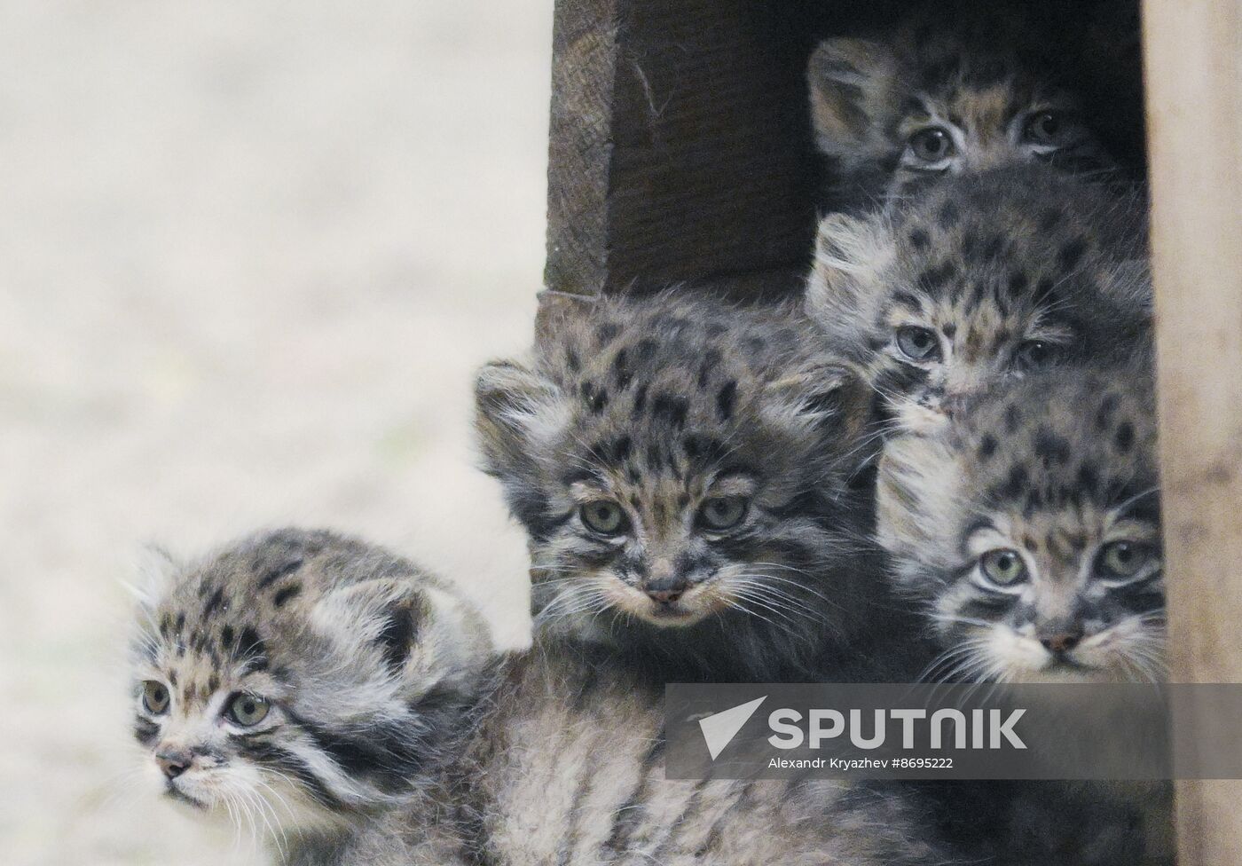 Russia Zoo Pallas's Cat Kittens