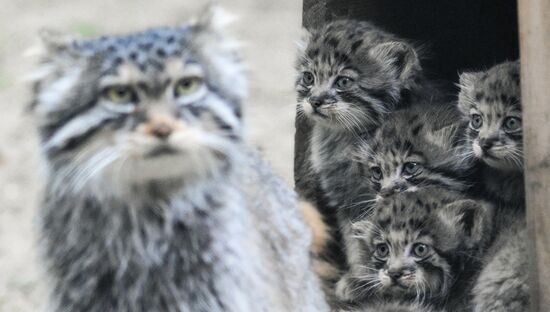 Russia Zoo Pallas's Cat Kittens
