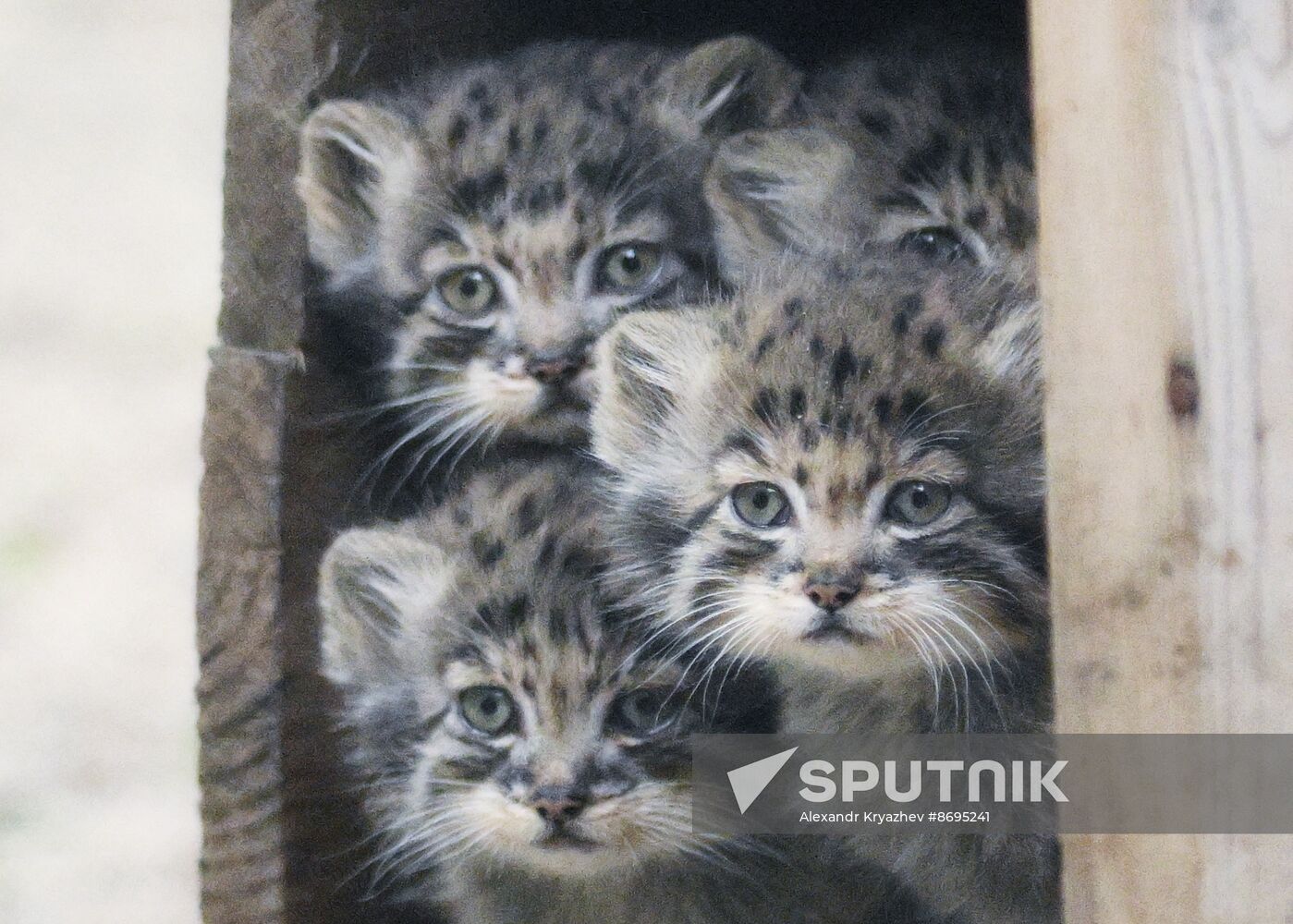 Russia Zoo Pallas's Cat Kittens