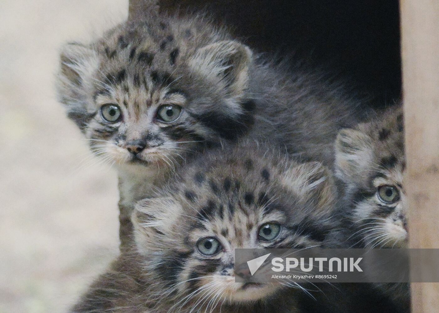 Russia Zoo Pallas's Cat Kittens