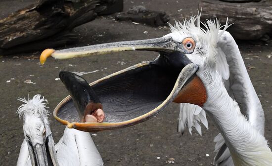 Russia Zoo