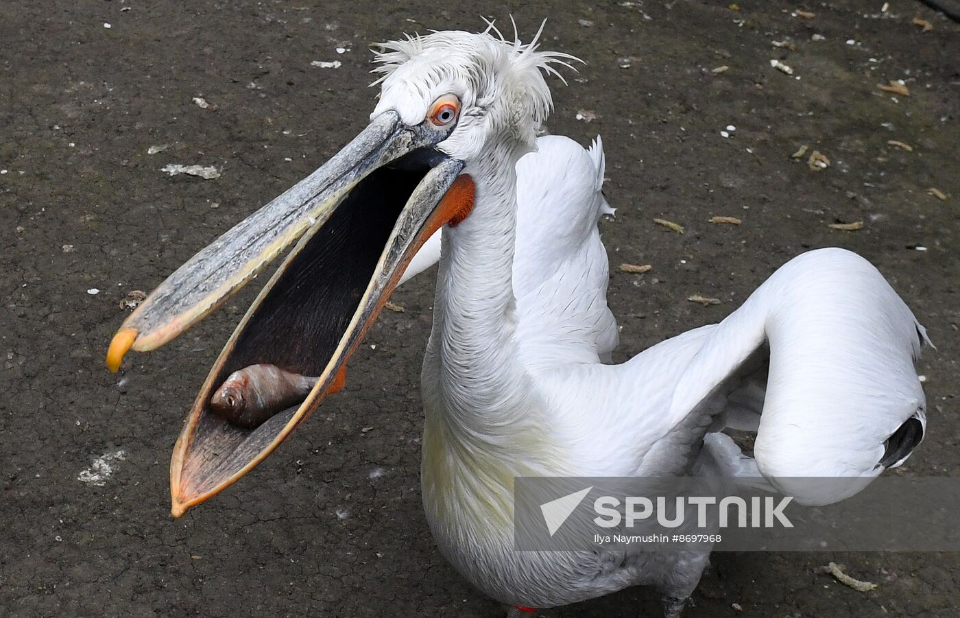 Russia Zoo