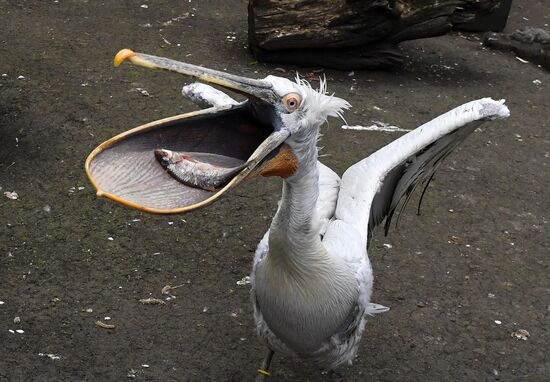 Russia Zoo