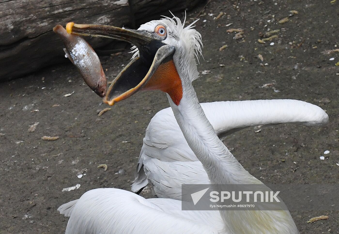 Russia Zoo