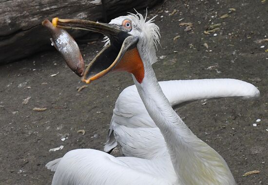 Russia Zoo