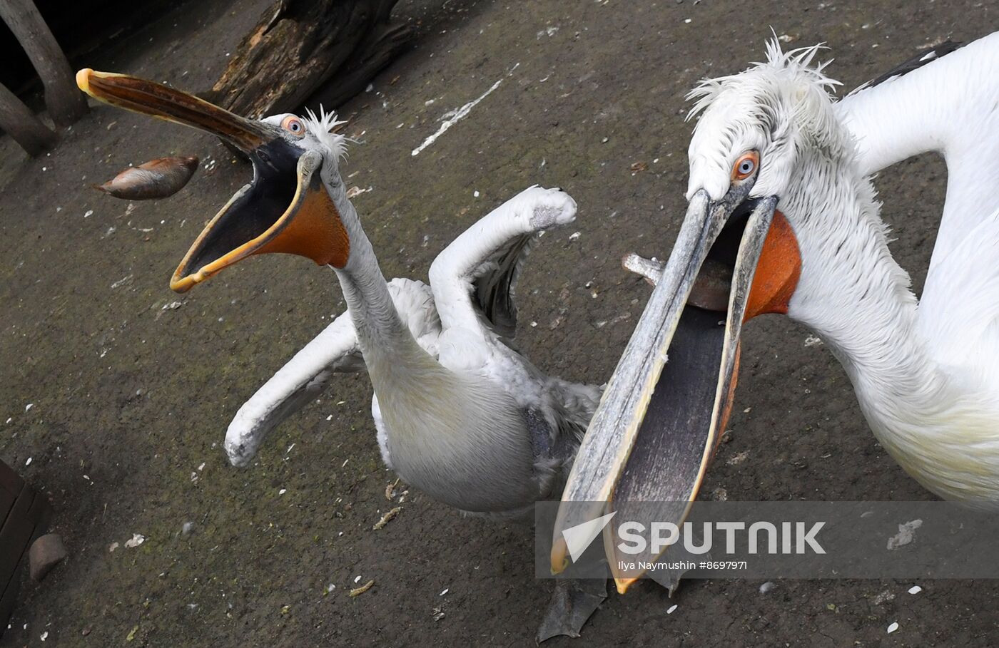 Russia Zoo