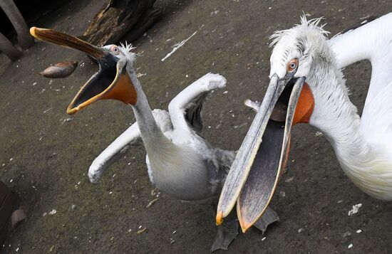 Russia Zoo