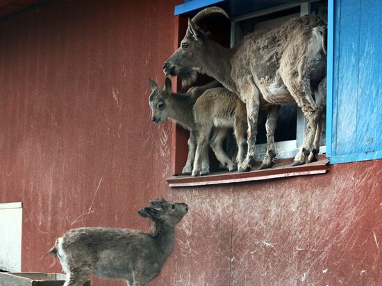 Russia Zoo