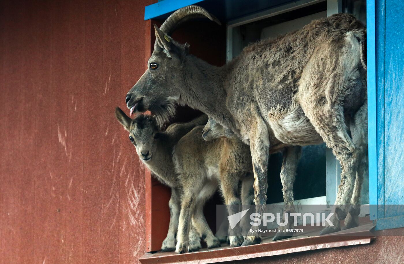 Russia Zoo