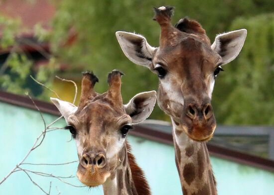 Russia Zoo