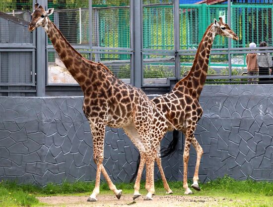 Russia Zoo