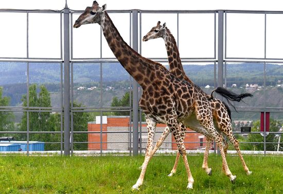 Russia Zoo