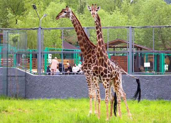 Russia Zoo