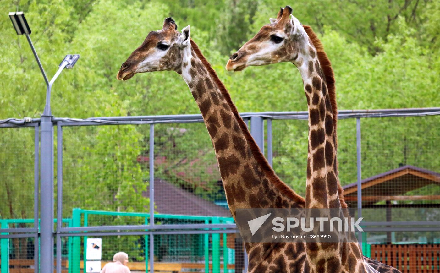 Russia Zoo