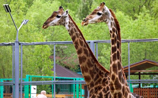 Russia Zoo