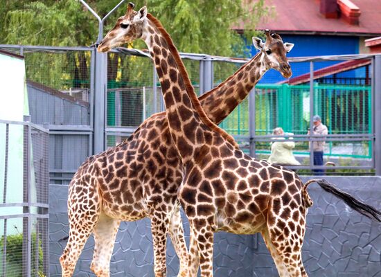Russia Zoo