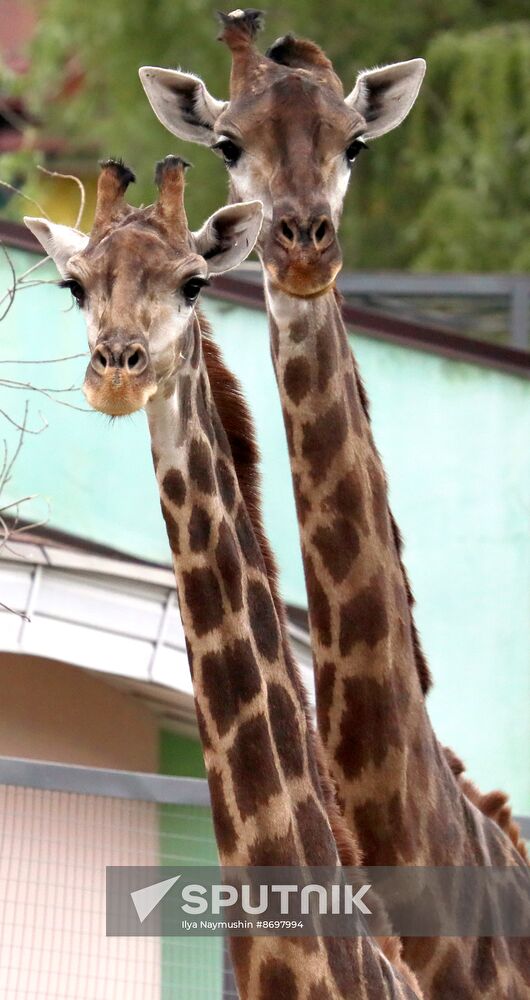 Russia Zoo