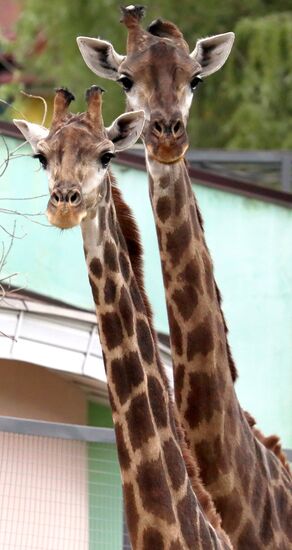 Russia Zoo
