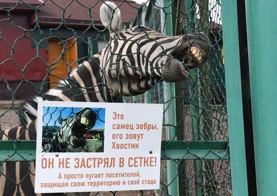 Russia Zoo
