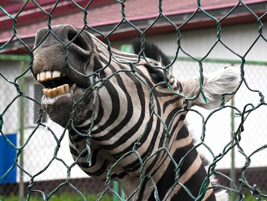 Russia Zoo