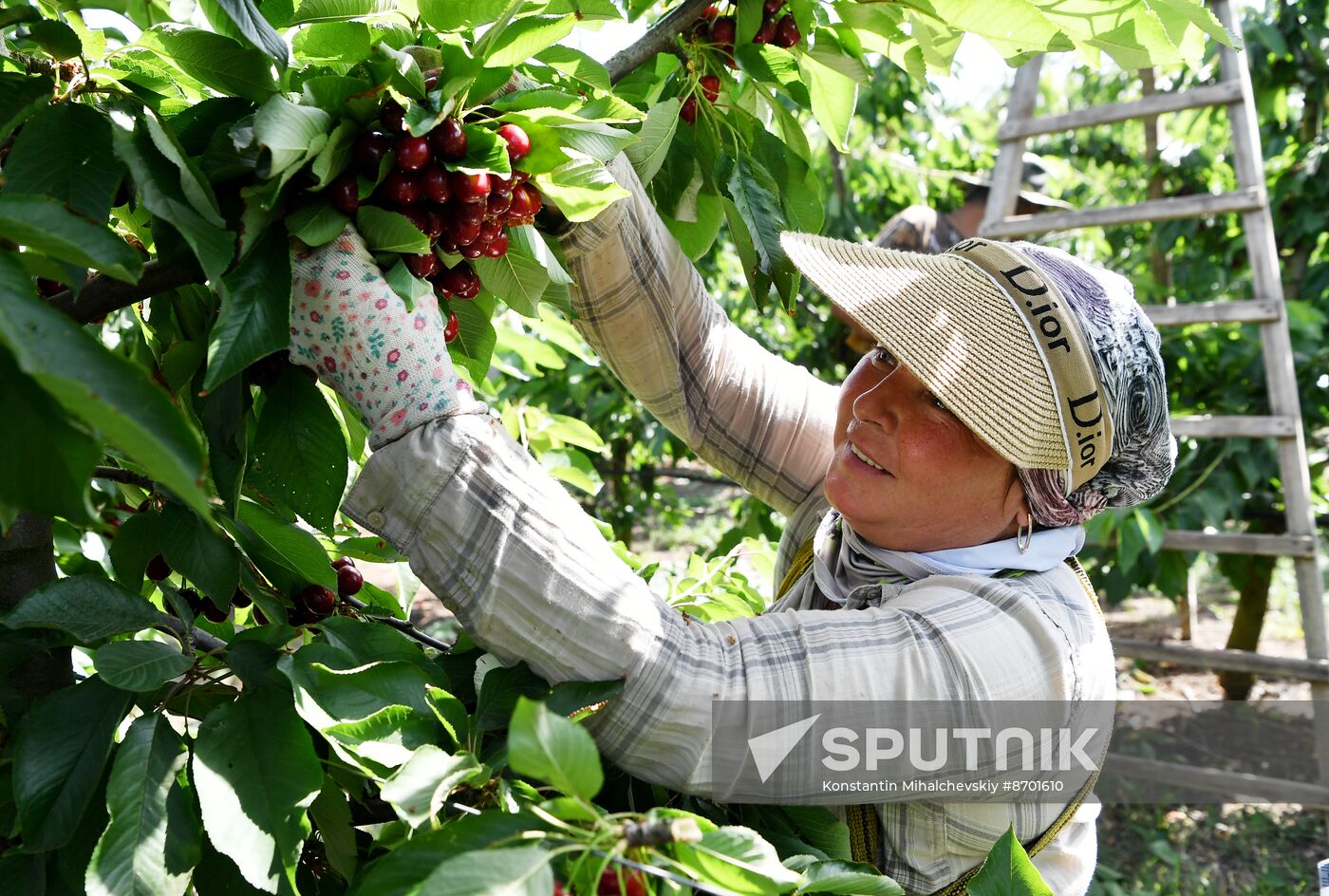 Russia Agriculture Sweet Cherry Harvest