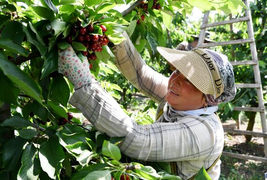 Russia Agriculture Sweet Cherry Harvest