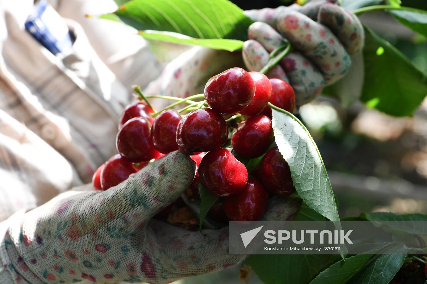 Russia Agriculture Sweet Cherry Harvest