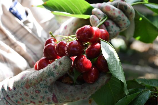 Russia Agriculture Sweet Cherry Harvest