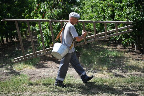 Russia Agriculture Sweet Cherry Harvest