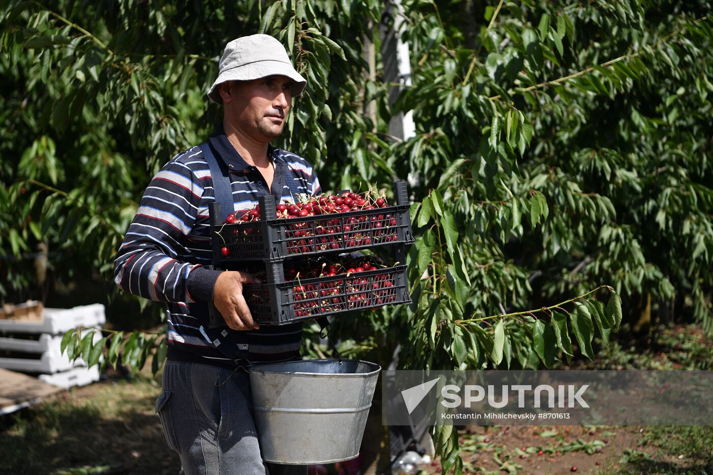 Russia Agriculture Sweet Cherry Harvest