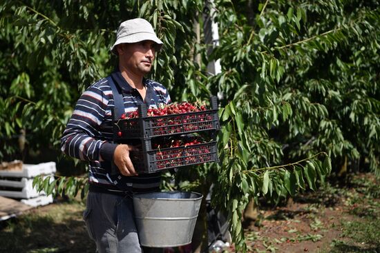 Russia Agriculture Sweet Cherry Harvest