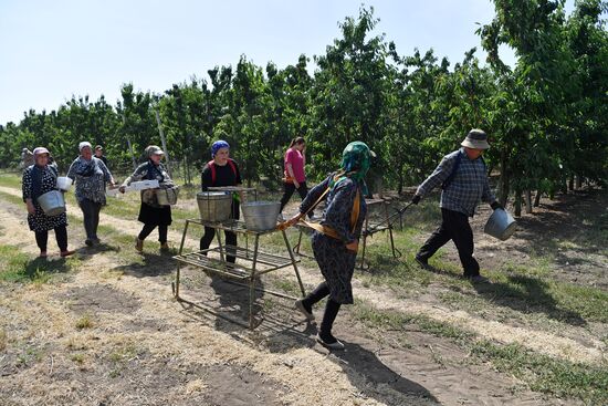Russia Agriculture Sweet Cherry Harvest